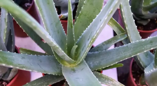 Grube, soczyste liście aloesu, znane z tego, na co działa aloes, w doniczkach.