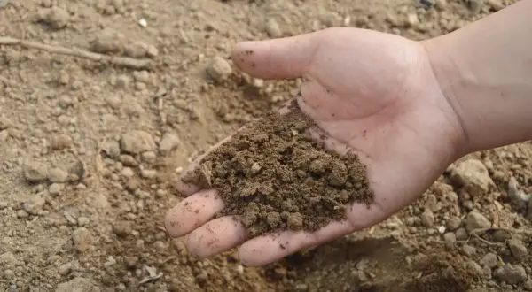 Dłoń trzyma garść żyznej ziemi, bogatej w humus. To obietnica wzrostu i plonów.