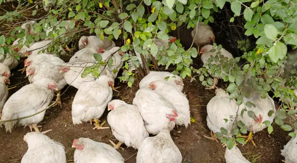 Eine Gruppe weißer Hühner kauert im Schatten von Blättern. Einige zeigen rote Köpfe, was auf Marek-Huhn-Symptome hindeuten könnte.