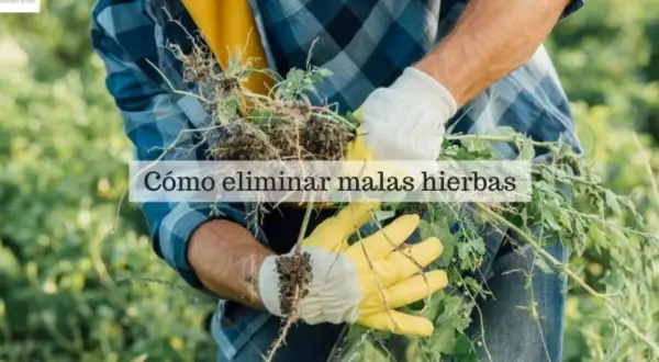 Hombre con guantes amarillos y blancos arranca malas hierbas de raíz. Aprende cómo eliminar malas hierbas para siempre y mantén tu jardín impecable.