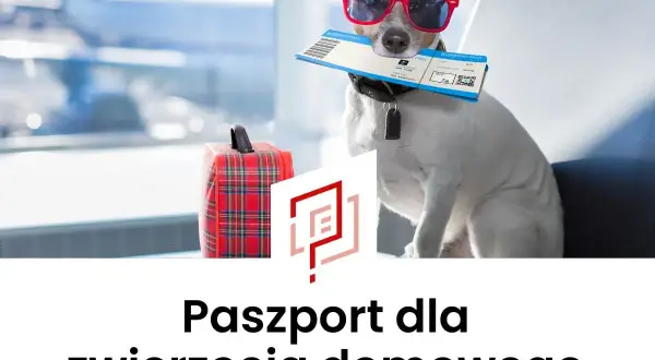 Pies w okularach przeciwsłonecznych trzyma bilet lotniczy, gotowy do podróży. Obok walizka. To jego paszport dla psa.