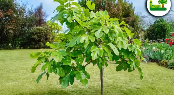 Ein junger Feigenbaum mit großen, grünen Blättern steht auf einer gepflegten Rasenfläche. Der ideale Feigenbaum Standort ist sonnig und geschützt.