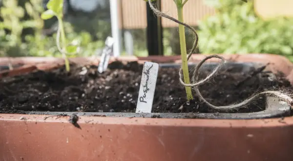 En liten planta av gurka Louisa växer i en kruka.