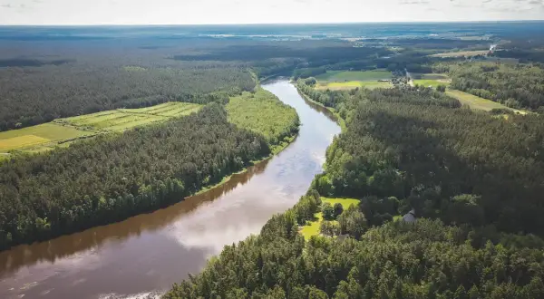 Szeroka, brązowa rzeka Nemen meandruje przez gęste, zielone lasy i pola uprawne. Widok z lotu ptaka ukazuje piękno dzikiej przyrody.