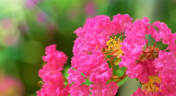 Lagerstroemia w gruncie w Polsce? Tak! Poradnik zimowania
