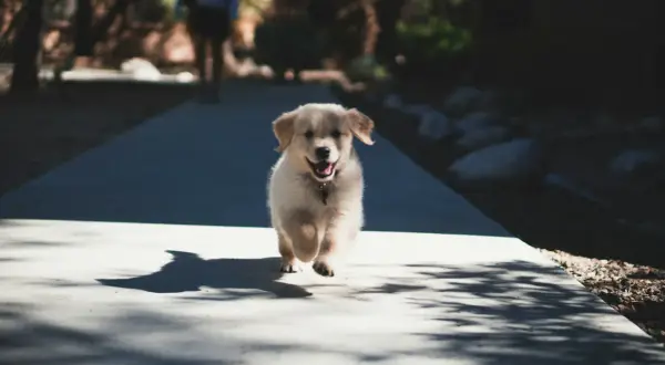 Radosny szczeniak golden retriever biegnie ścieżką, kiedy ze szczeniakiem na spacer. Wesoły piesek w ruchu, z rozchylonym pyszczkiem.