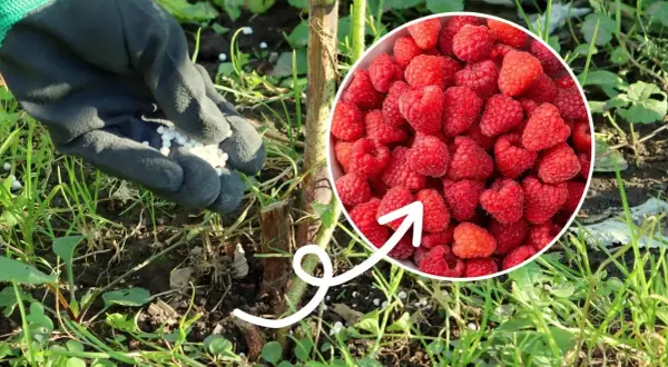 Ręka w rękawiczce rozsypuje granulowany nawóz wokół łodygi maliny, sugerując, czym nawozić maliny dla obfitych plonów.