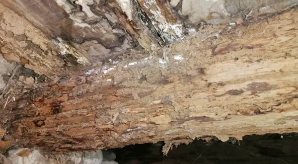 Madera podrida y con moho, un problema que requiere saber como eliminar el moho de la madera para restaurarla.