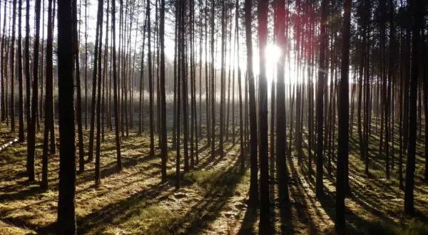 Jak zmieniła się szata roślinna? Zaskakujące zmiany w ekosystemach