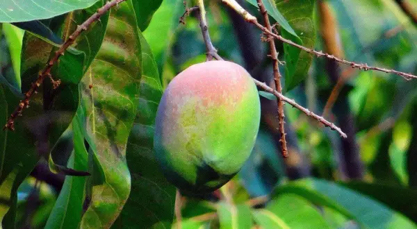 Dojrzałe mango, gdzie rośnie, wisi na gałęzi wśród zielonych liści.