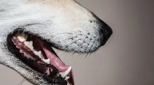 Close-up of a dog's open mouth, revealing the intricate dog tooth anatomy with sharp incisors and molars.