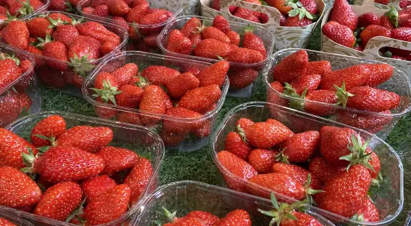Mnóstwo świeżych truskawek w plastikowych opakowaniach, gotowych do sprzedaży detalicznej.