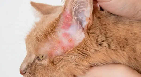 Gros plan sur la tête d'un chat roux, montrant une zone d'eczéma rouge et irritée près de son oreille.
