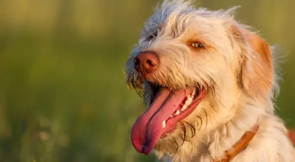 Ein glücklicher Hund hechelt abends im warmen Licht. Sein Fell ist hell, die Zunge weit herausgestreckt.
