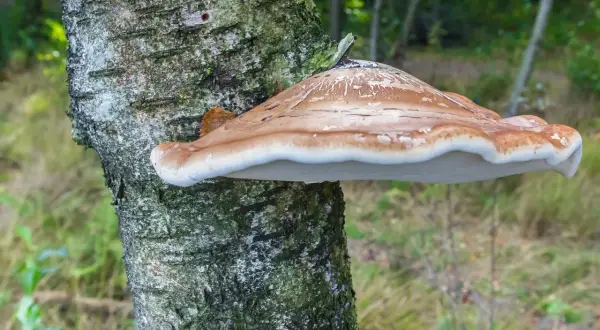 Białoporek brzozowy rośnie na pniu. Może być składnikiem ciekawego przepisu na grzyby.