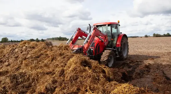 Czerwony traktor z ładowaczem pracuje przy dużej pryzmie obornika na polu.