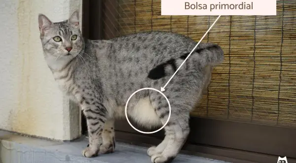 Gato atigrado con una bolsa primordial visible en su abdomen.