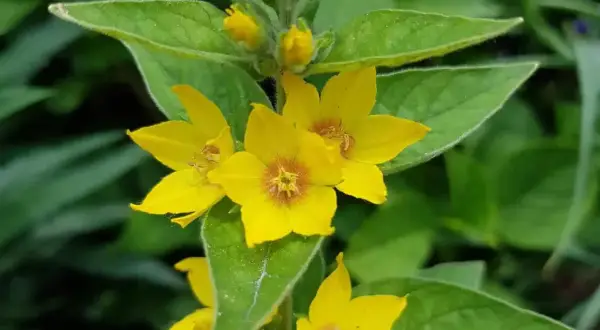Ein aufrechter Stängel mit leuchtend gelben Blüten des punktierten Gilbweiderichs, umgeben von grünen Blättern.