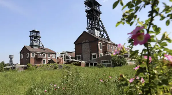 Anciens puits de mine à Lens, avec des tours métalliques imposantes et des bâtiments de briques rouges, entourés de verdure et de fleurs sauvages. Une belle invitation à la visite.