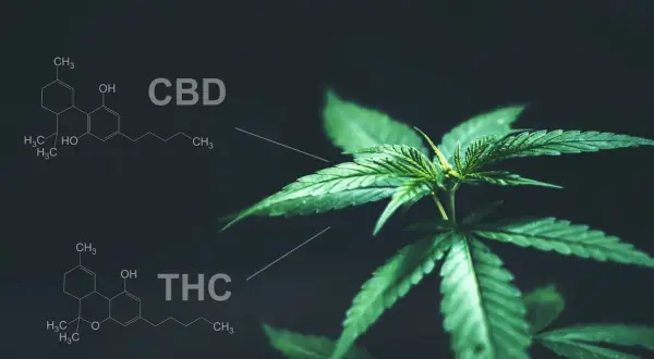 HHC a THC: Czy znasz różnice? Efekty, prawo i testy narkotykowe