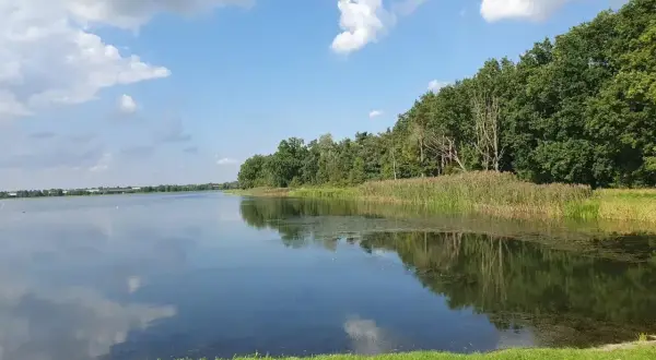 Spokojna tafla wody odbija chmury i zielony las nad zalewem bolimowskim.