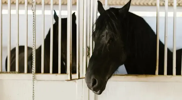 Piękny koń fryzyjski z bujną grzywą spogląda zza białych krat stajni.
