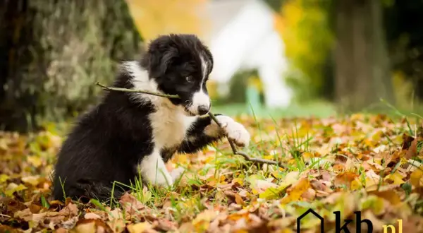 Szczeniak border collie bawi się patykiem na tle jesiennych liści. Sprawdź atrakcyjną border collie cenę!