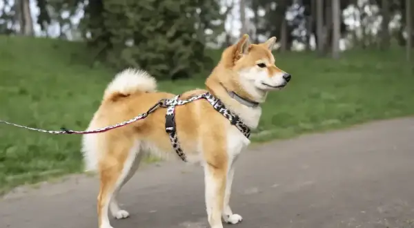 Uroczy shiba inu w szelkach i na smyczy stoi na ścieżce w parku, otoczony zielenią.