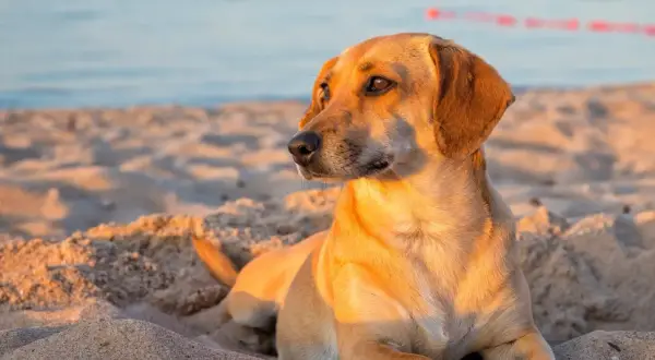 Złocisty piesek odpoczywa na piaszczystej plaży w Gdańsku, ciesząc się zachodzącym słońcem. Idealne miejsce, gdzie z psem na spacer.