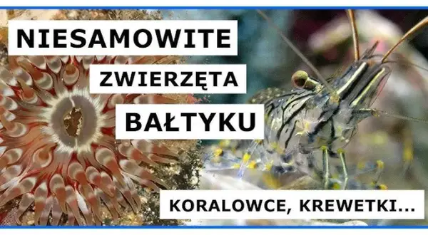 Jakie zwierzęta żyją w Bałtyku? Odkryj ich fascynujące gatunki