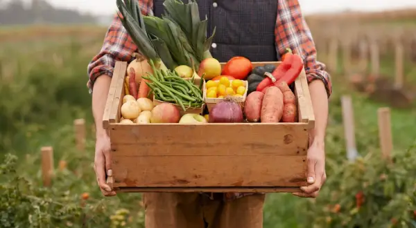 Contadino con cesto di verdure fresche, mele e patate. Un tripudio di prodotti a km zero appena raccolti, pronti per la tavola.