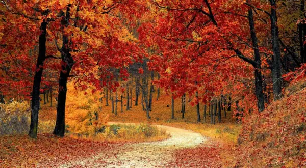 Senderos cubiertos de hojas rojas y doradas, entre árboles de **paisajes bosque otoño** vibrantes.