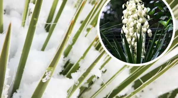 Jak zabezpieczyć jukę ogrodową na zimę, aby przetrwała mrozy i kwitła wiosną