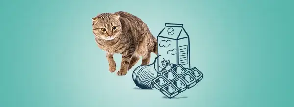 Czy koty mogą jeść cebulę? Dowiedz się, jak uniknąć zatrucia.