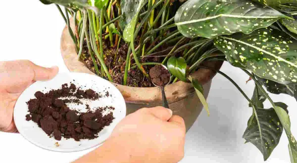 Mani che aggiungono fondi di caffè alle piante in vaso. Un cucchiaino raccoglie il caffè da un piattino bianco, pronto per nutrire la terra.