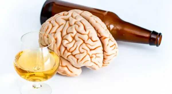 Model mózgu obok kieliszka z bursztynowym płynem i butelki symbolizuje wpływ alkoholu na mózg.