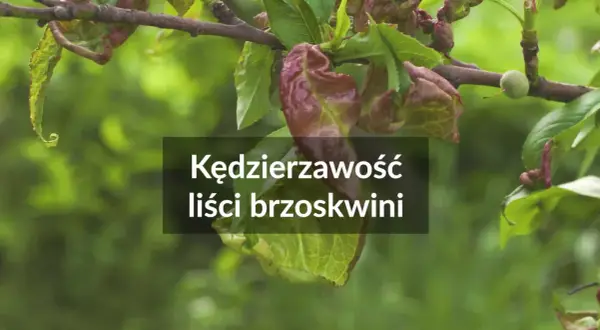 Kędzierzawość liści brzoskwini. Czas na oprysk na brzoskwinię, by uratować młode listki przed chorobą.