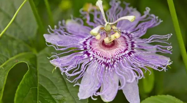 Eine lila Passionsblume mit feinen Fäden. Für die richtige **Passionsblume Pflege** braucht sie viel Sonne und einen guten Rückschnitt.