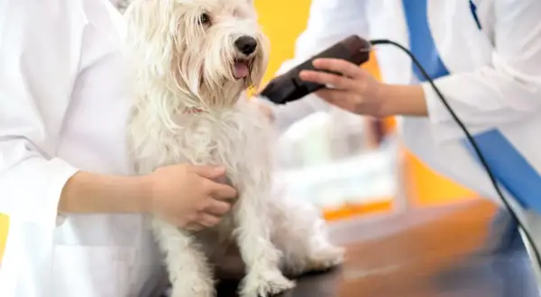 Tierpfleger schneidet einem weißen Hund die Haare mit einer Schermaschine.