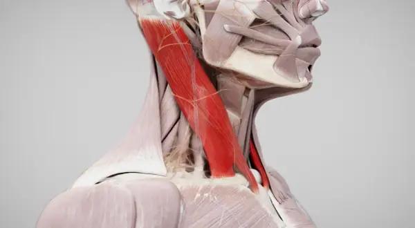 Der Musculus sternocleidomastoideus, ein kräftiger Halsmuskel, ist in Rot hervorgehoben.