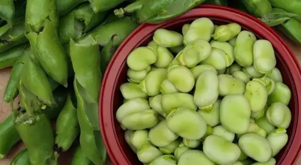 Kiedy sezon na bób? Sprawdź, kiedy najlepsze zbiory i ceny