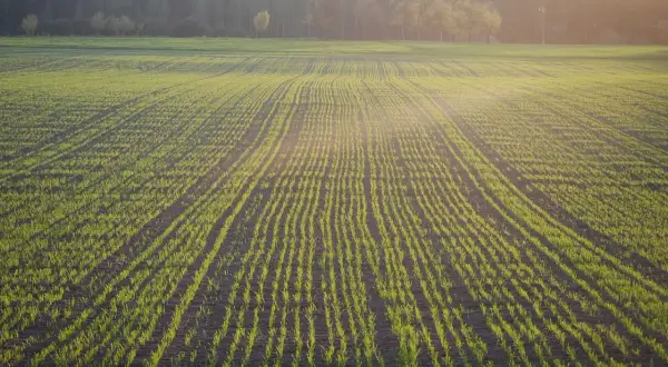 Młode zielone pędy pszenżyta jarego w rzędach na polu, w świetle zachodzącego słońca.