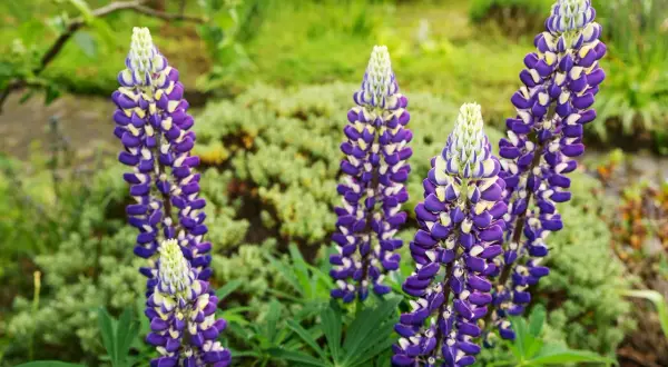 Schöne, aber **lupinen giftig** sind, blühen in einem Garten mit lila und weißen Blüten.