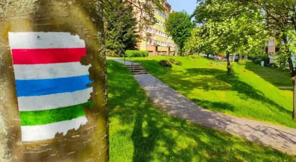 Kolorowy szlak turystyczny namalowany na drzewie w parku, obok ścieżki i zielonego trawnika.