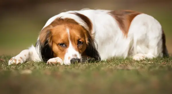 En trött hund med brun och vit päls ligger på gräset. Den ser lite hängig ut, kanske har den diarre hund.