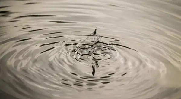 Todo lo que necesitas saber sobre las pulgas de agua y su importancia ecológica
