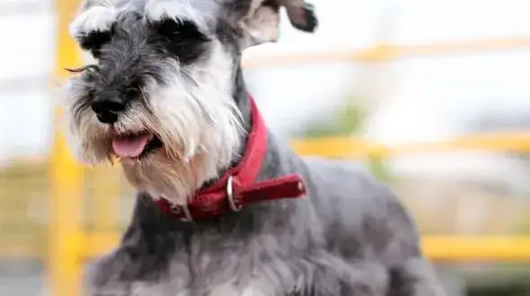 Jack Russell Terrier: ma włosy czy sierść? Poznaj różnice i pielęgnację