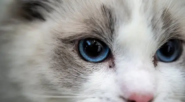 Ragdoll: Kotka czy Kocur? Wybierz idealnego towarzysza!