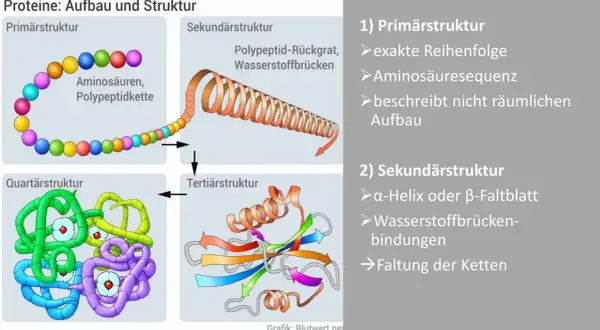 Schema zeigt den Proteine Aufbau: von Aminosäuren zur komplexen Quartärstruktur. Der Proteine Aufbau erklärt die Faltung.