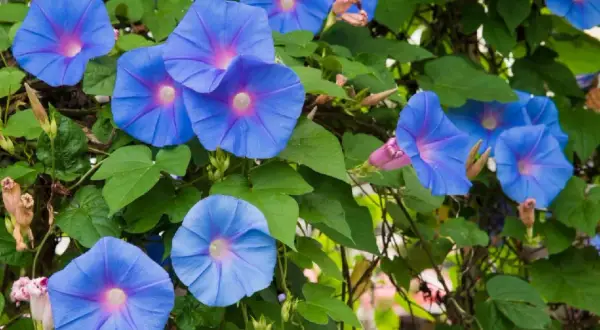 Vibrant blue morning glories bloom, their trumpet shapes unfurling. While beautiful, are morning glories poisonous? The seeds can be, but the flowers are generally safe.